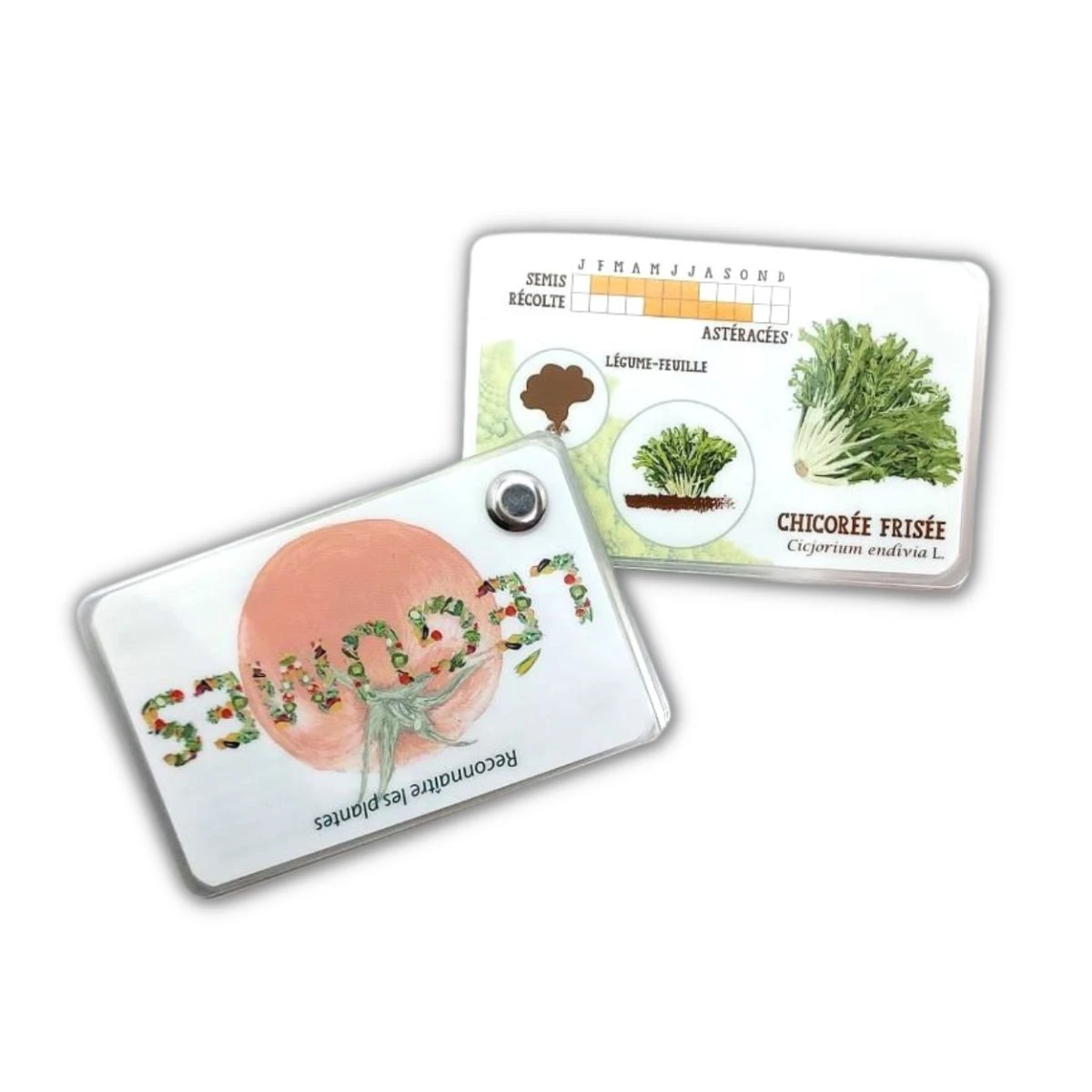 Carnet Légumes Du Potager 4 Carnet Légumes Du Potager – Image 2