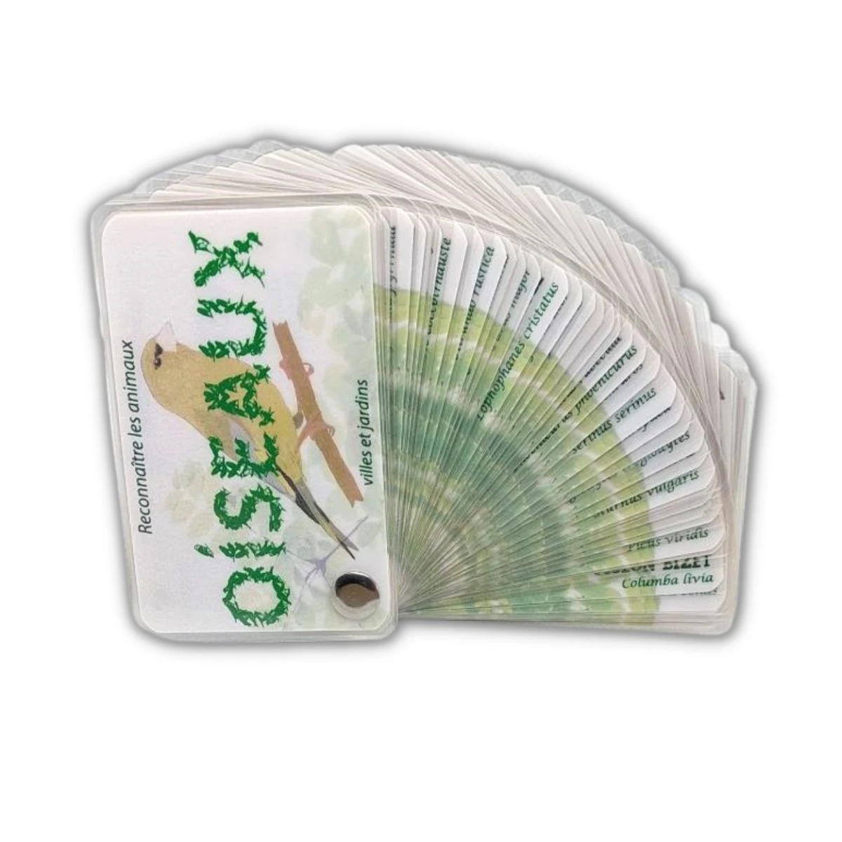 Carnet Oiseaux Des Jardins Et Des Villes 5 Carnet Oiseaux Des Jardins Et Des Villes – Image 3