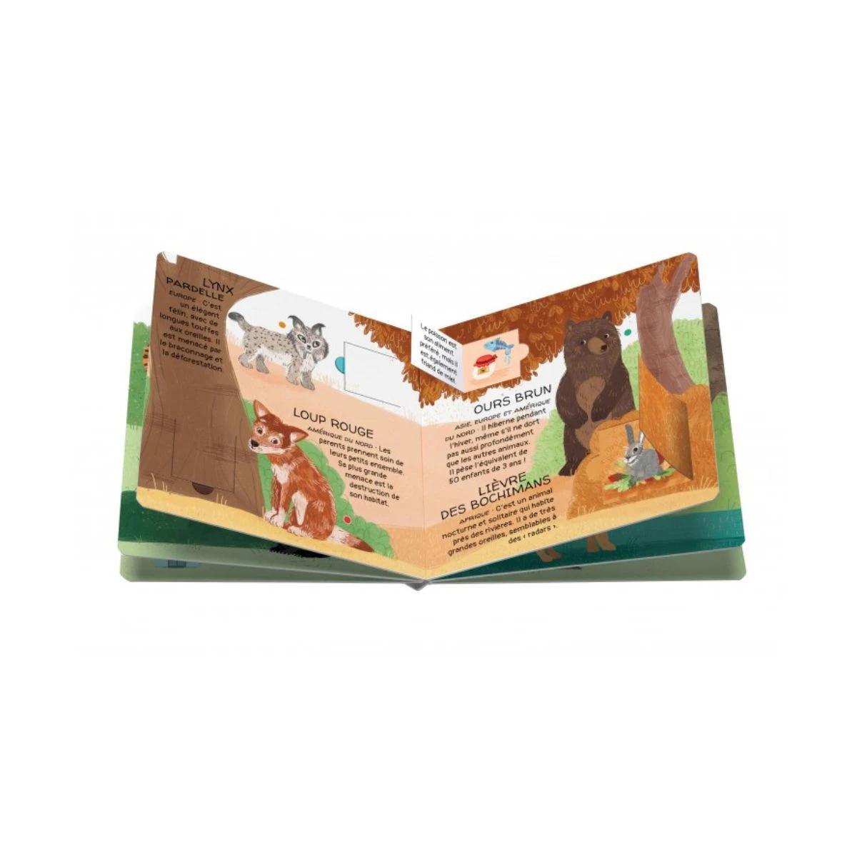 Coffret Protégeons Les Animaux - La Forêt 5 Coffret Protégeons Les Animaux - La Forêt – Image 3