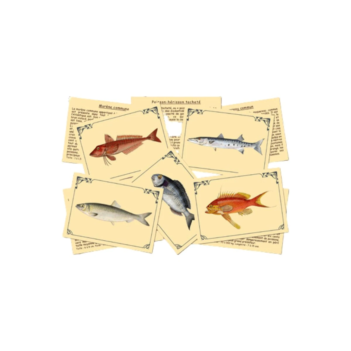 J'apprends à Reconnaîtres Les Poissons 3 J'apprends à Reconnaîtres Les Poissons