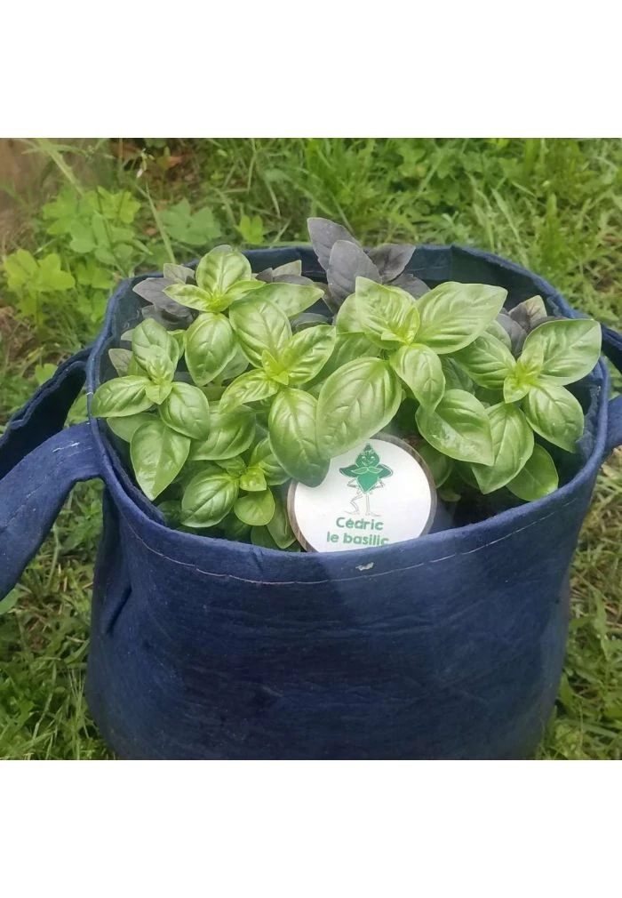 Kit Herbes Aromatiques Des Enfants 6 Kit Herbes Aromatiques Des Enfants – Image 4