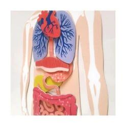 Magnets Le Corps Humain -Divertissement Jeux Jouets Magasin magnets le corps humain fr 5