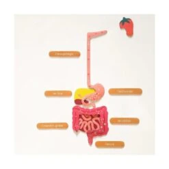 Magnets Le Corps Humain -Divertissement Jeux Jouets Magasin magnets le corps humain fr 6