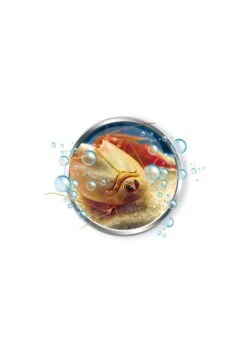 Clementoni Mes Premiers Triops -Divertissement Jeux Jouets Magasin mes premiers triops 2