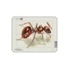 Larsen Mini Puzzle Fourmi 5 Pièces 1 Larsen Mini Puzzle Fourmi 5 Pièces -Divertissement Jeux Jouets Magasin mini puzzle fourmi 5 pieces