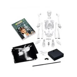 BUKI Squelette 45 Cm -Divertissement Jeux Jouets Magasin squelette 45 cm 1