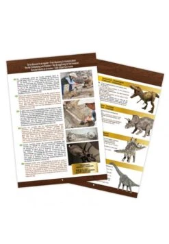 BUKI Tête De Dinosaure à Déterrer : T-Rex 9 BUKI Tête De Dinosaure à Déterrer : T-Rex -Divertissement Jeux Jouets Magasin tete de dinosaure a deterrer t rex 3